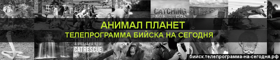 Телепрограмма на сегодня канала Анимал Планет, Бийск